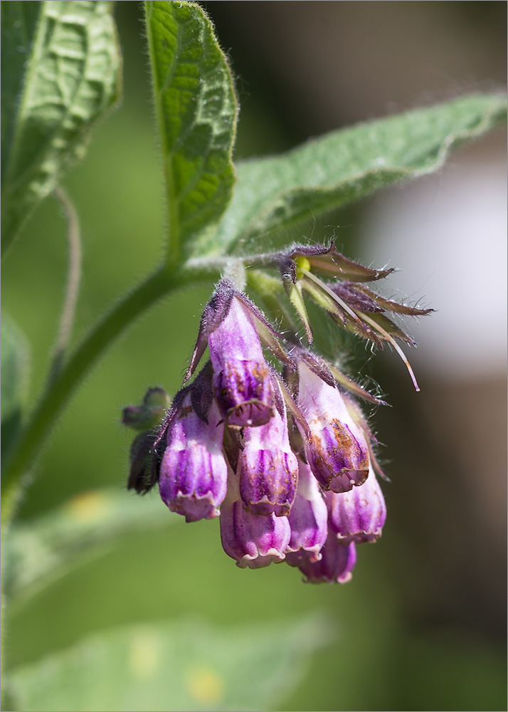 Изображение особи Symphytum officinale.