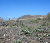 Echium bonnetii