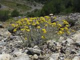 Helichrysum stoechas