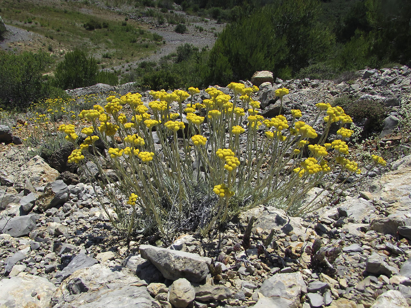 Изображение особи Helichrysum stoechas.