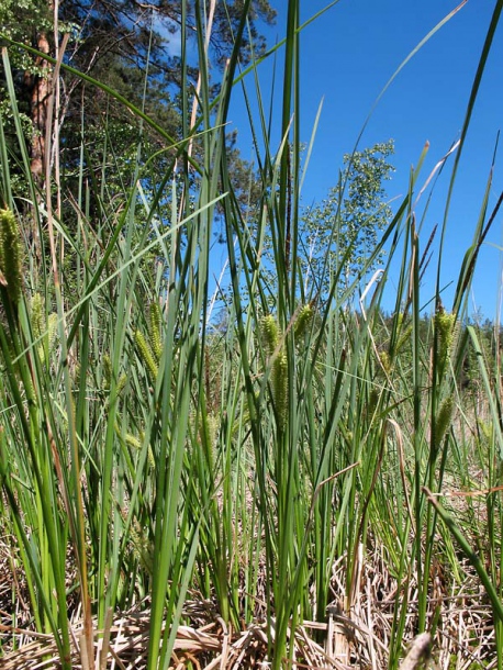 Изображение особи Carex rostrata.
