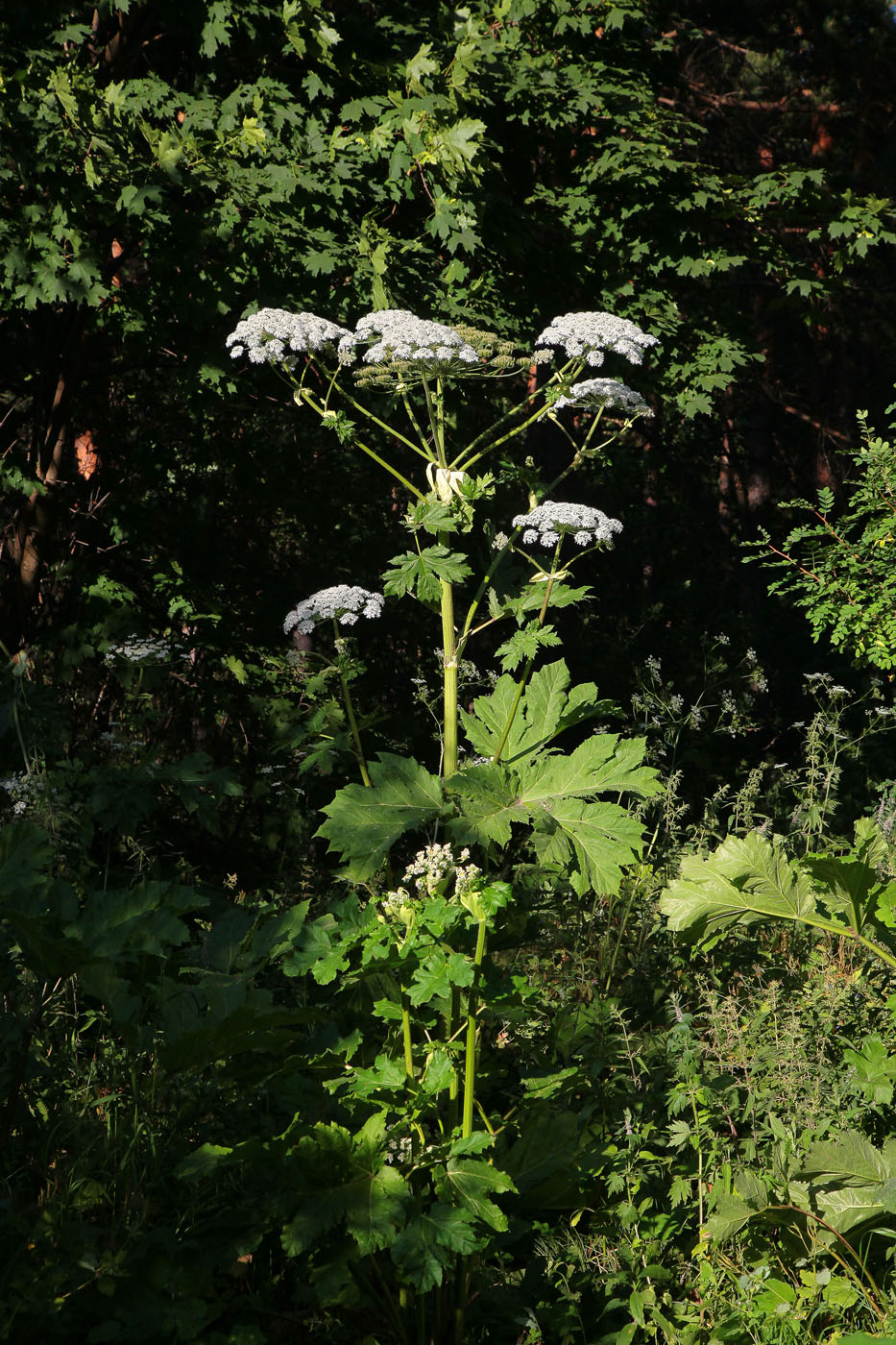 Image of Heracleum sosnowskyi specimen.