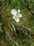 Viola altaica
