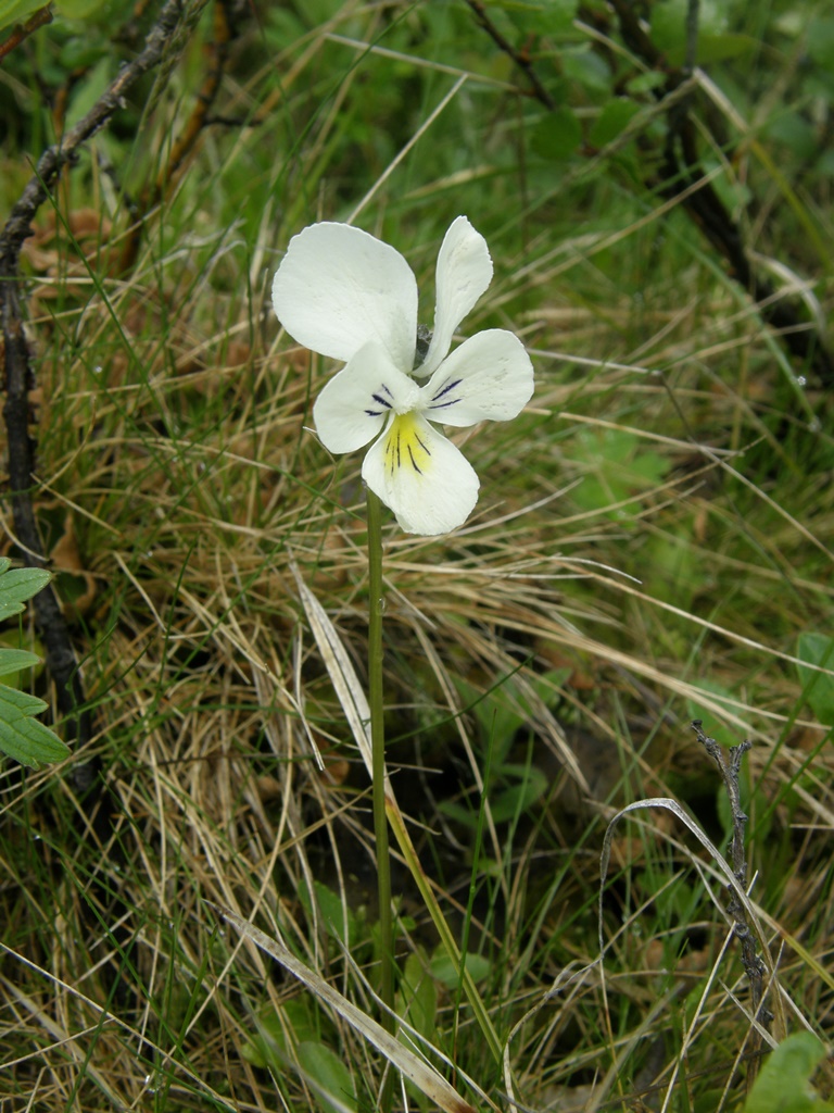 Изображение особи Viola altaica.