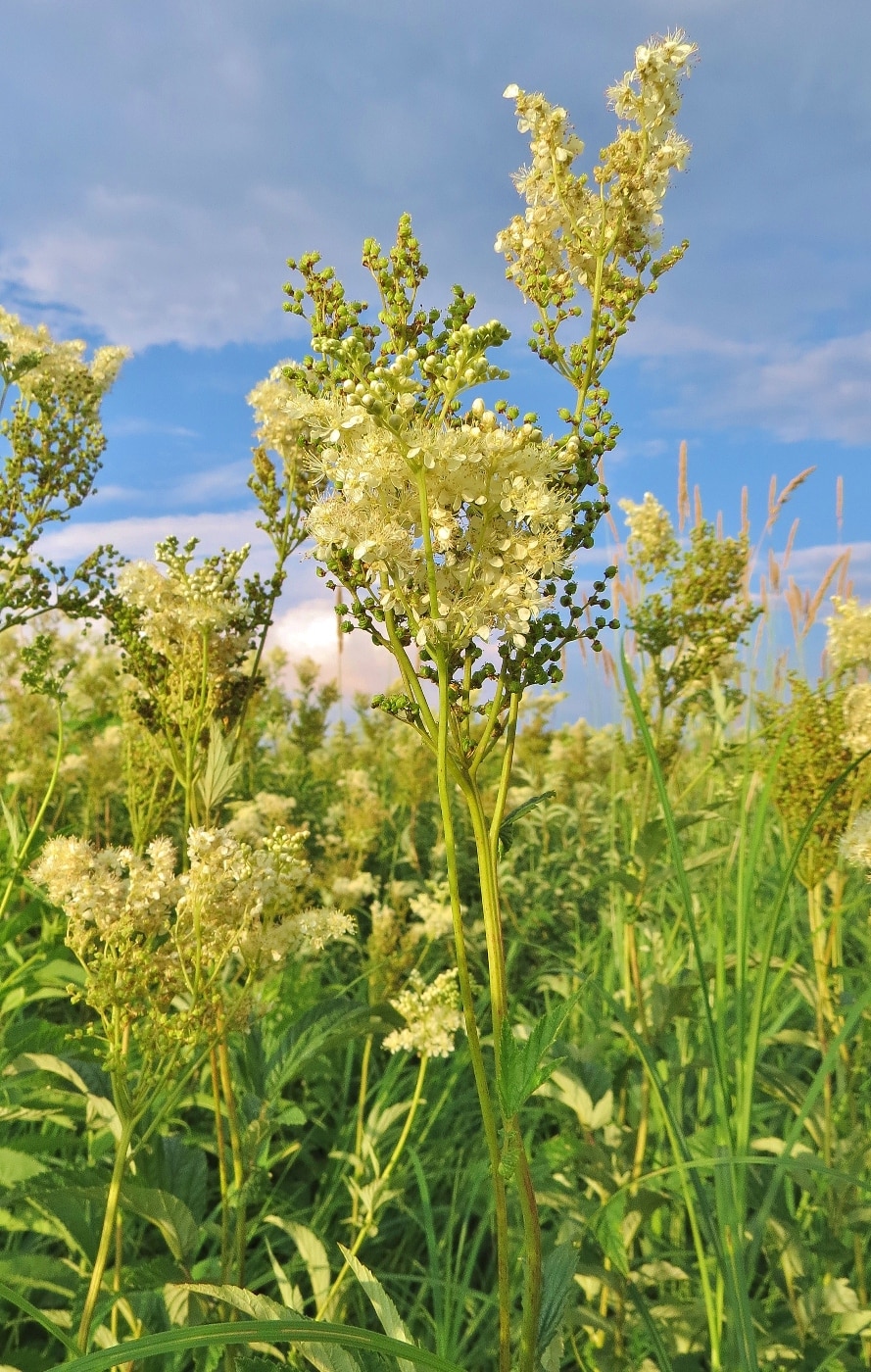 Изображение особи Filipendula ulmaria.