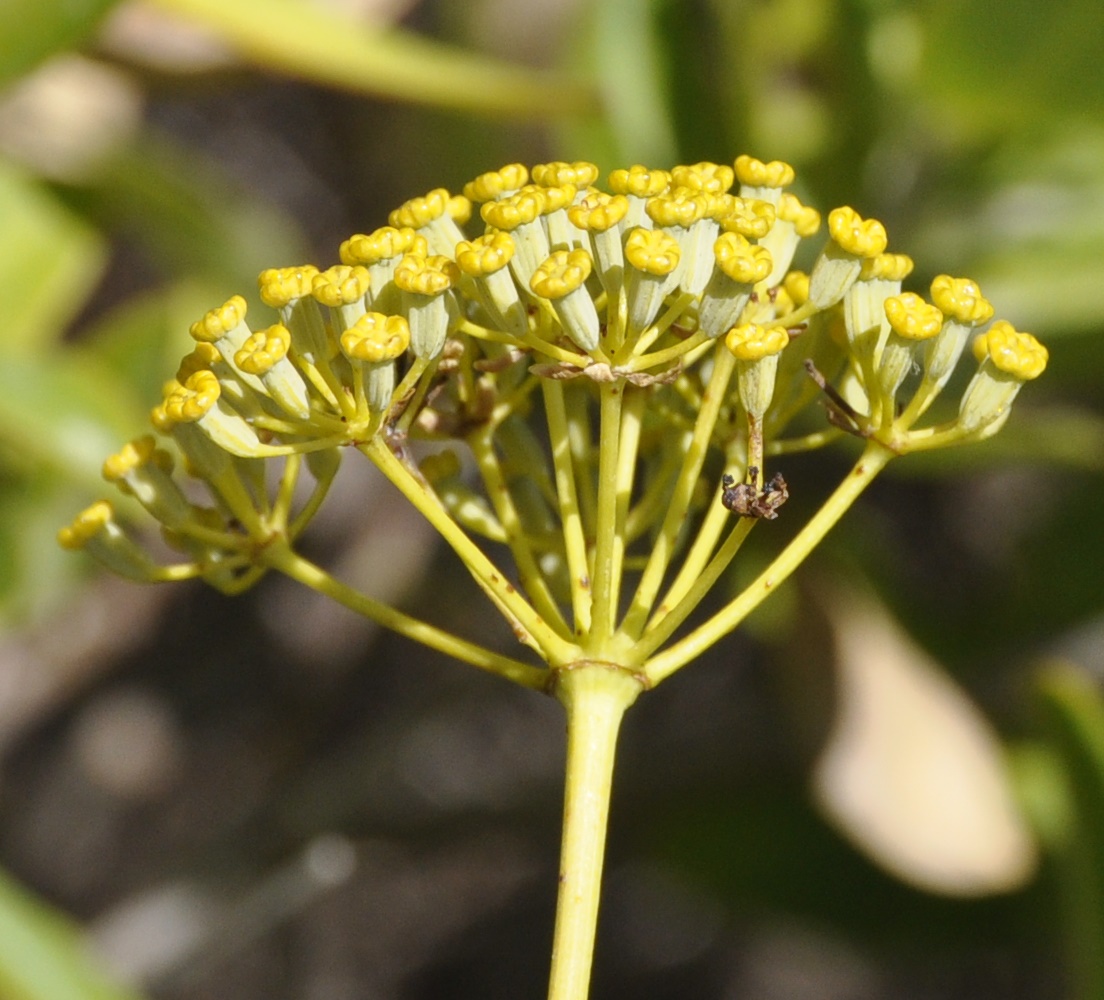 Изображение особи Bupleurum fruticosum.