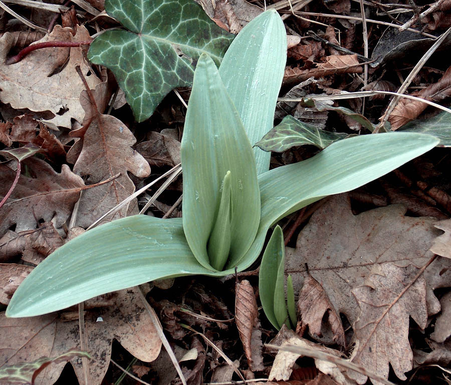 Image of Orchis punctulata specimen.