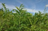 Sophora flavescens