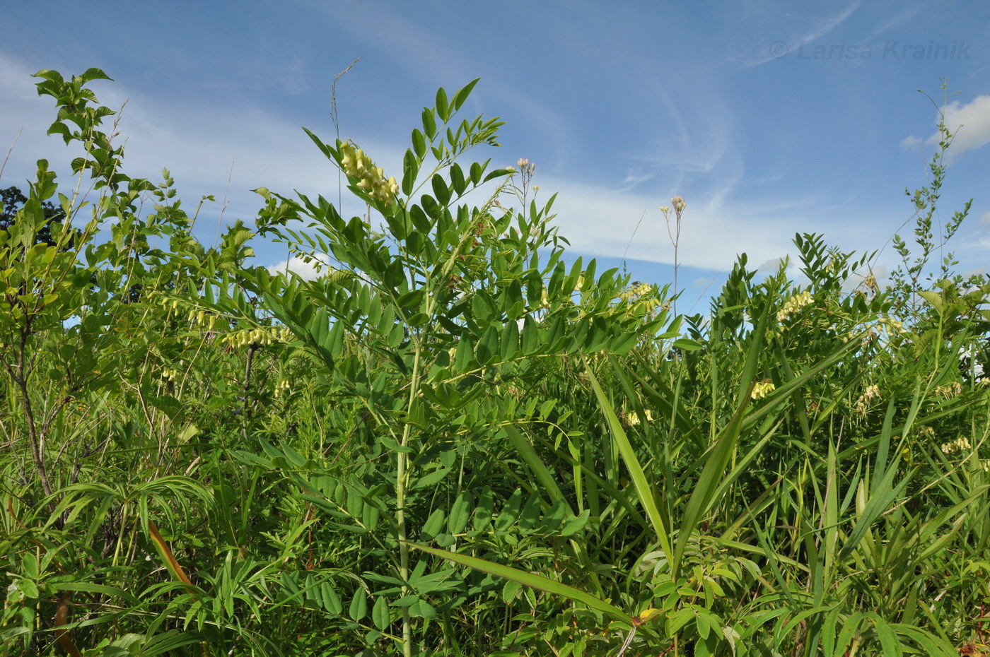 Изображение особи Sophora flavescens.