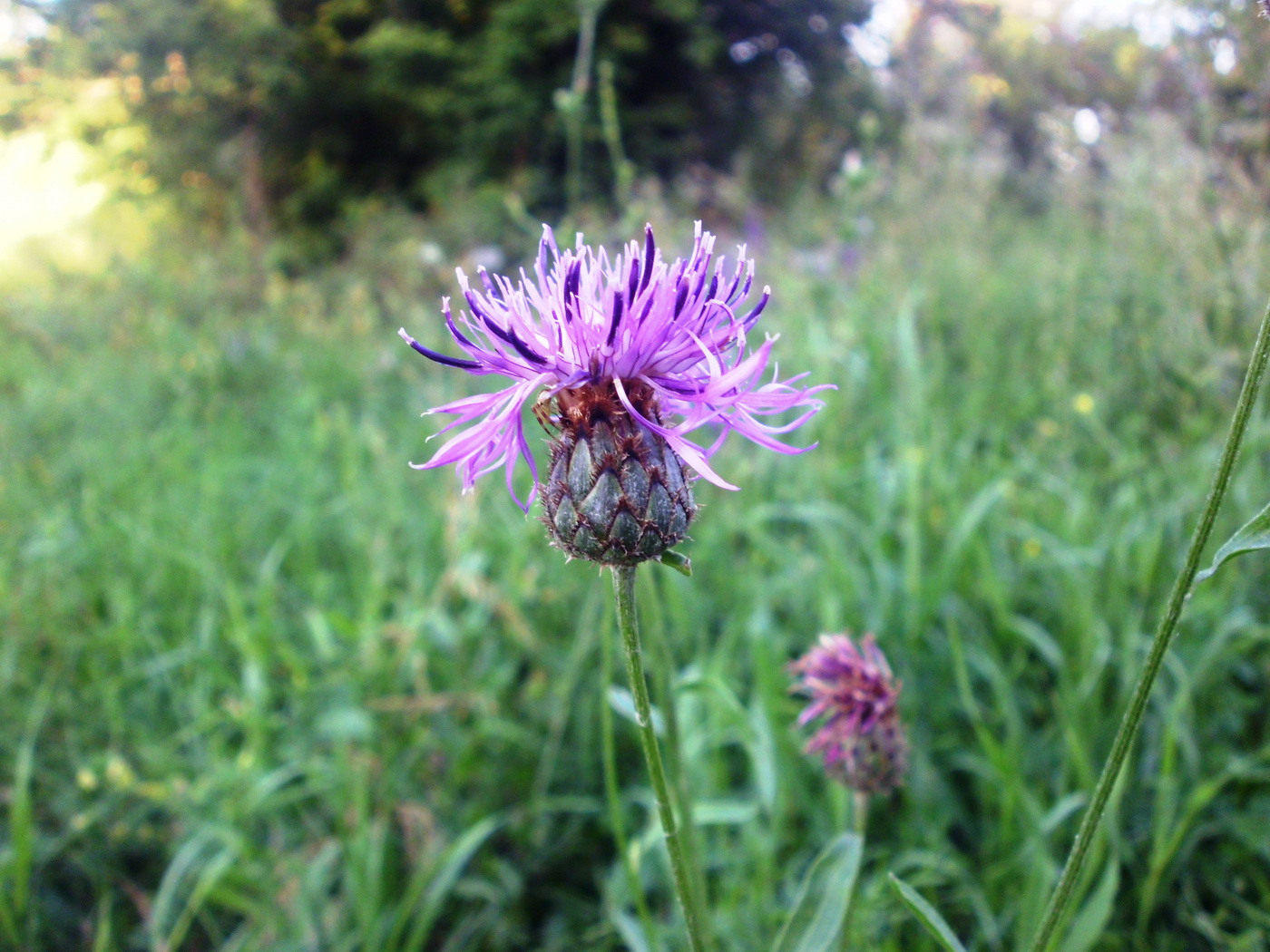 Image of Centaurea scabiosa specimen.