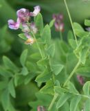 Lathyrus niger