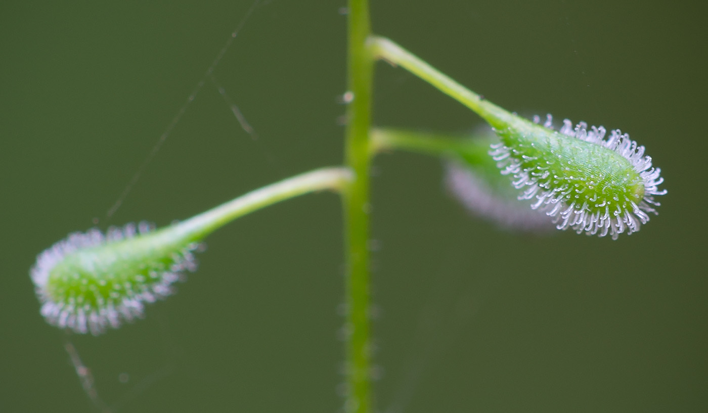 Image of Circaea alpina specimen.