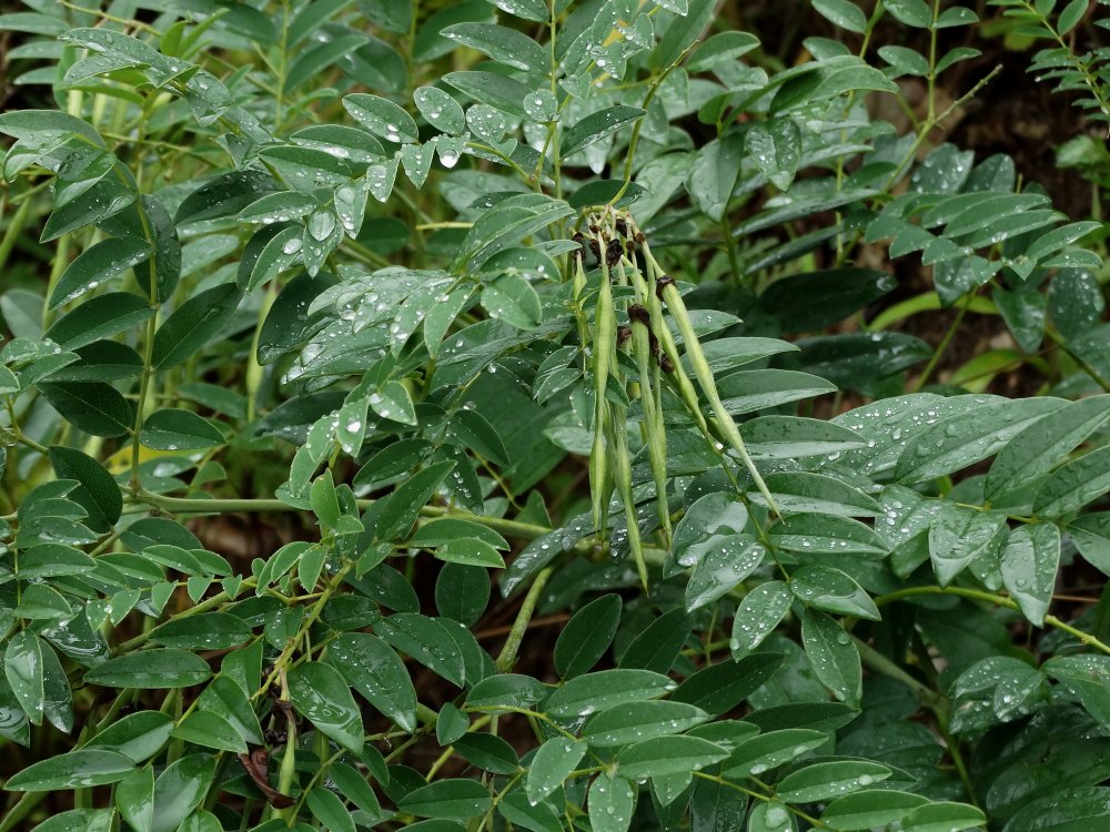 Изображение особи Sophora flavescens.