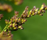Solidago canadensis. Часть соцветия с созревающими соплодиями. Московская обл., Раменский р-н, окр. дер. Хрипань, садовый участок. 25.08.2016.