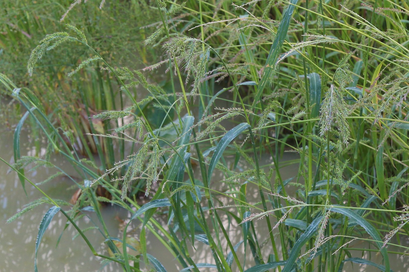 Изображение особи Echinochloa crus-galli.