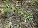Bidens parviflora