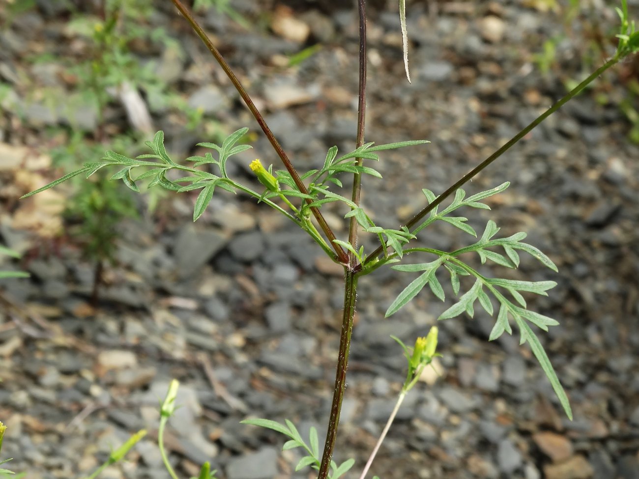 Изображение особи Bidens parviflora.