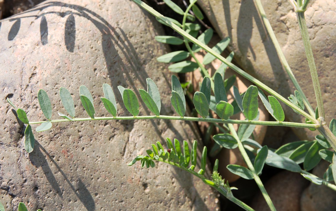 Image of Astragalus inopinatus specimen.