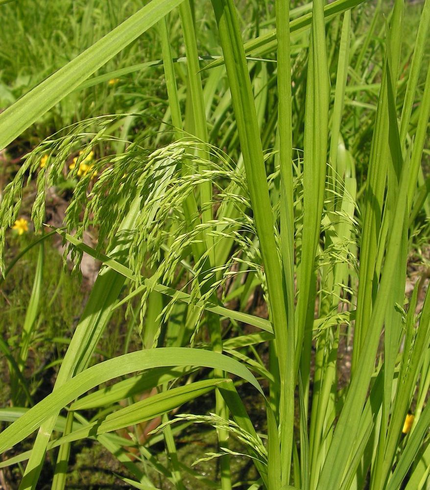 Image of Glyceria lithuanica specimen.