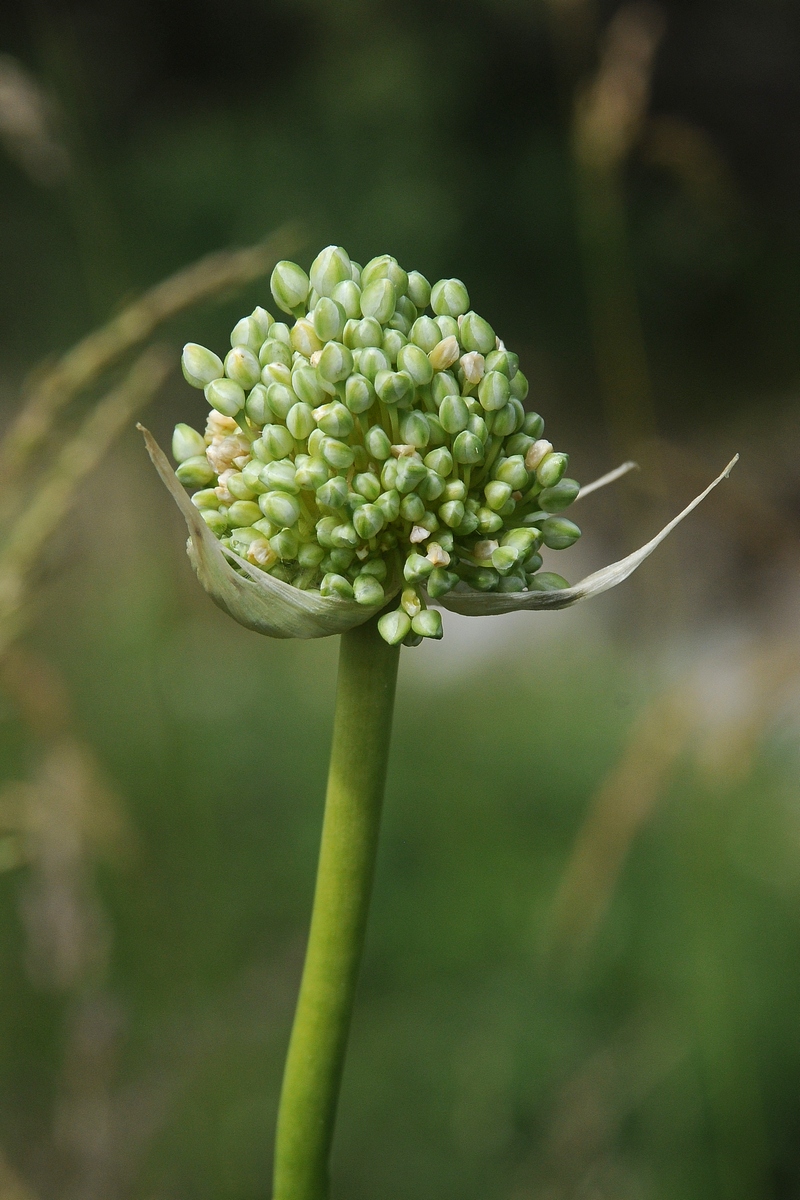 Image of Allium drobovii specimen.