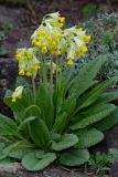 Primula macrocalyx