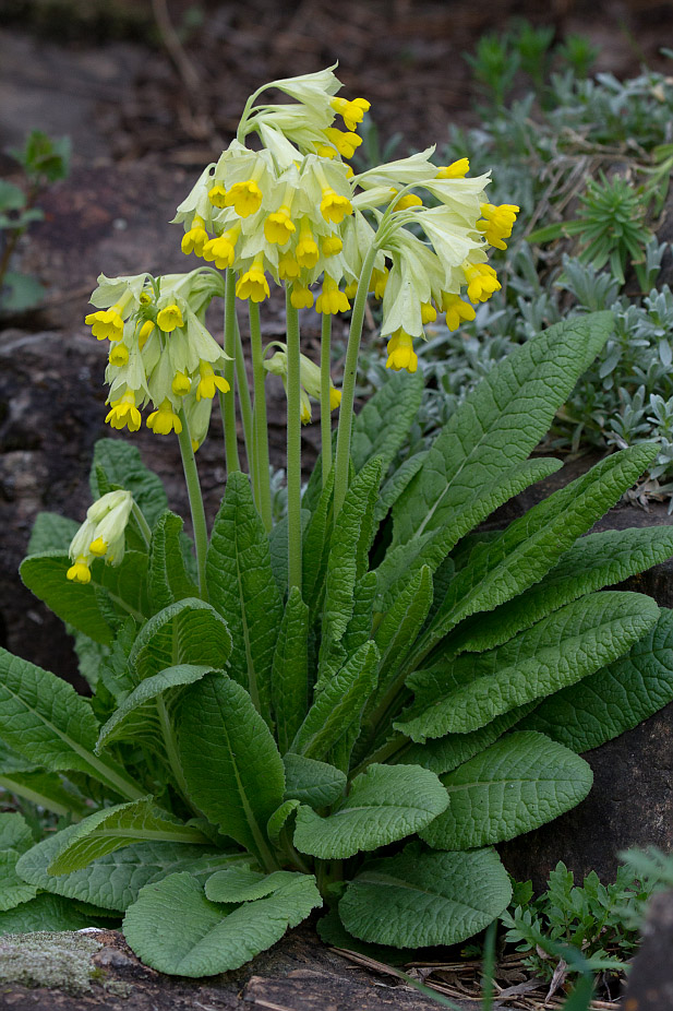 Image of Primula macrocalyx specimen.