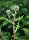 Echinops sphaerocephalus. Верхушка веточки с нераспустившимися соцветиями. Северная Осетия, Ирафский р-н, верховья р. Урух, выс. около 1700 м н.у.м., опушка зарослей кустарников на берегу реки. 08.07.2016.