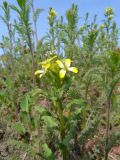 Erysimum repandum