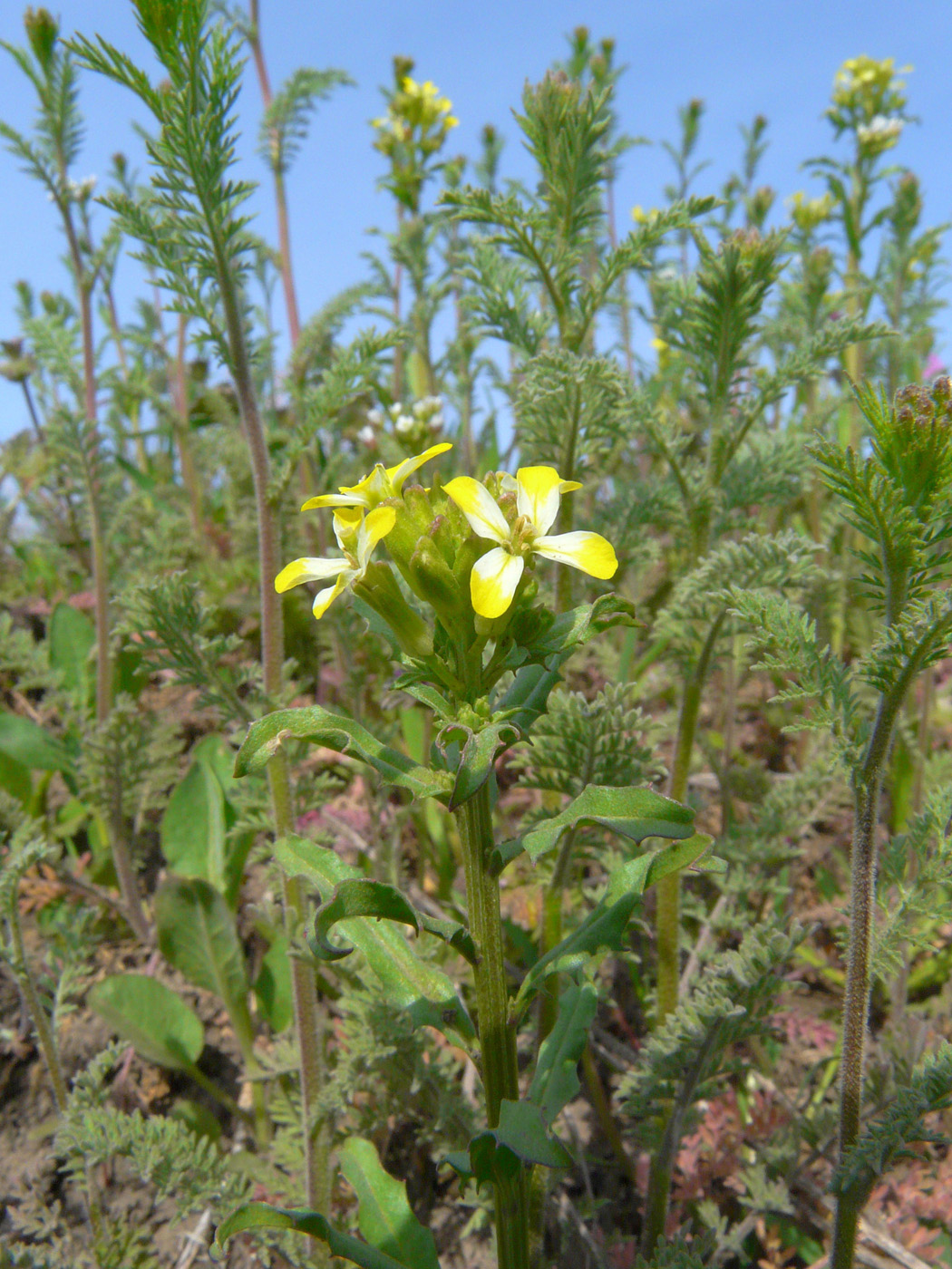 Изображение особи Erysimum repandum.