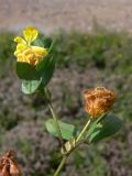 Trifolium campestre. Верхушка отцветающего растения.Приморский край, г. Владивосток, Ленинский р-н, газон за остановкой \"Фуникулёр\". 03.08.2016.