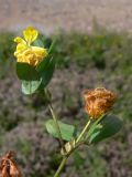 Trifolium campestre. Верхушка отцветающего растения.Приморский край, г. Владивосток, Ленинский р-н, газон за остановкой \"Фуникулёр\". 03.08.2016.