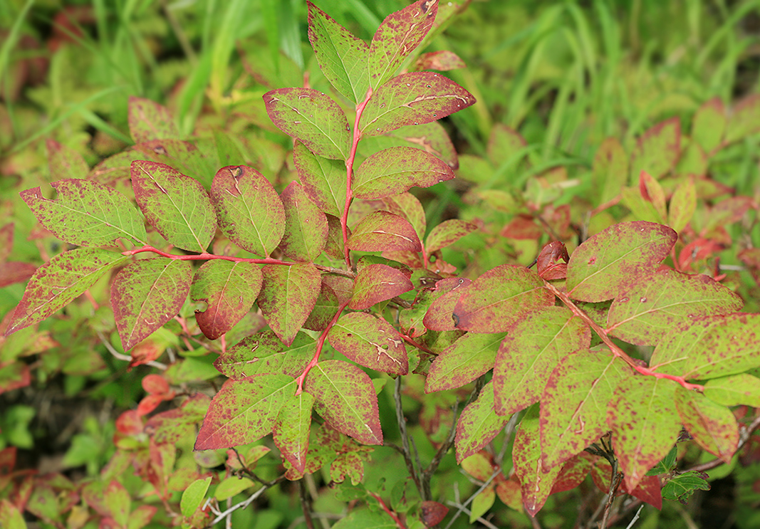 Image of Vaccinium smallii specimen.