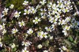 genus Erophila
