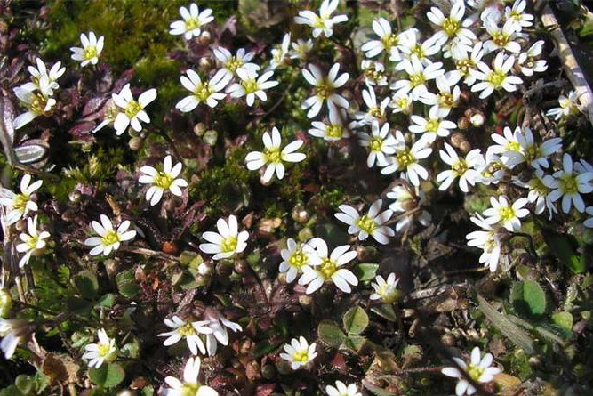 Image of genus Erophila specimen.