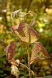 familia Lamiaceae. Часть побега с листьями в осенней окраске. Пермский край, Добрянский р-н, недалеко от ст. Полазна. 25 сентября 2016 г.