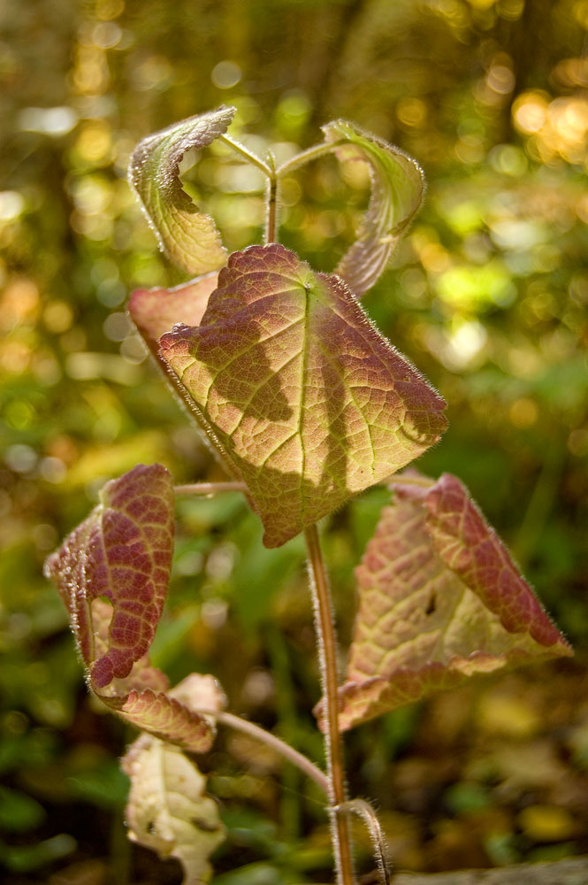 Изображение особи семейство Lamiaceae.