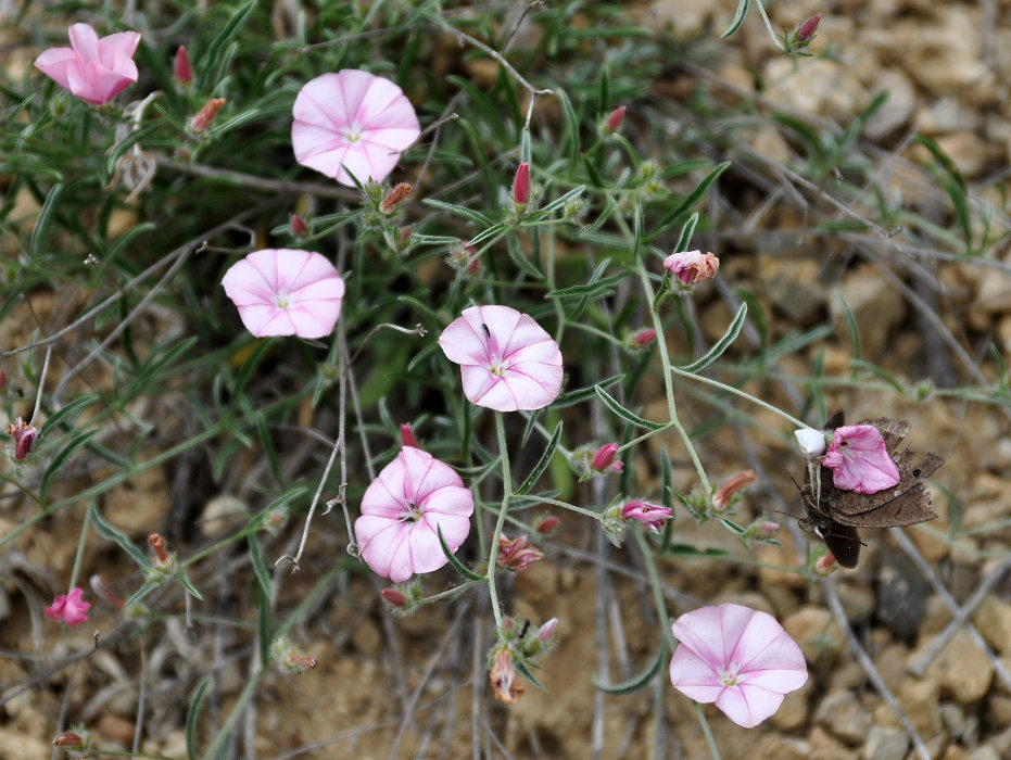 Image of Convolvulus cantabrica specimen.