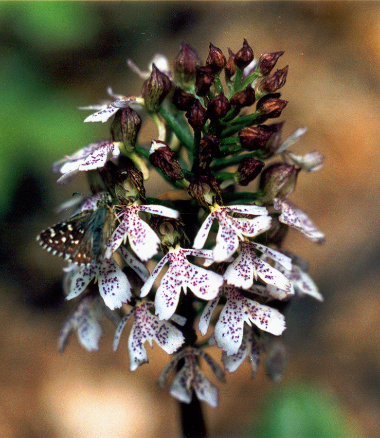 Изображение особи Orchis purpurea.