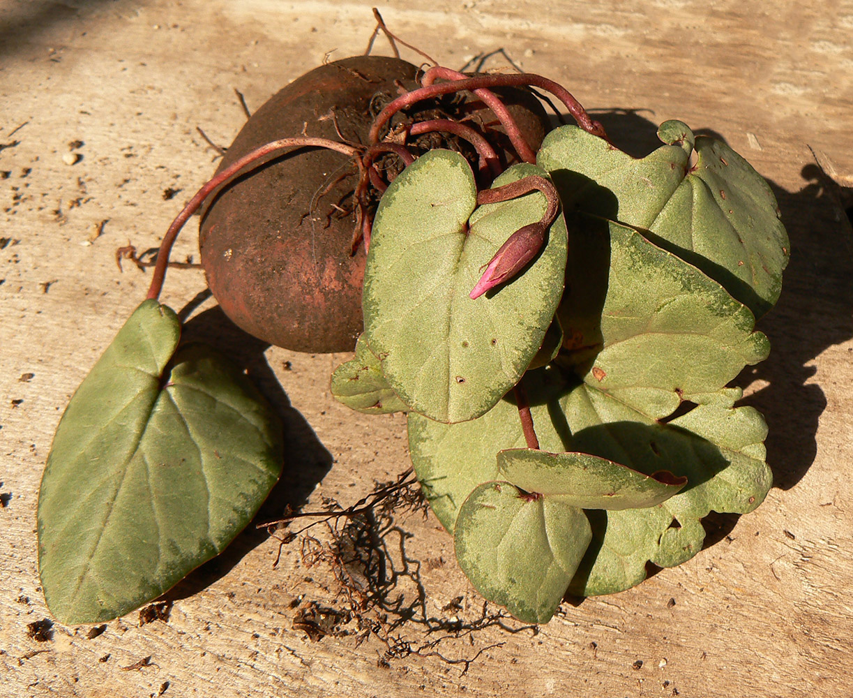 Изображение особи Cyclamen abchasicum.