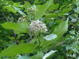 Asclepias syriaca