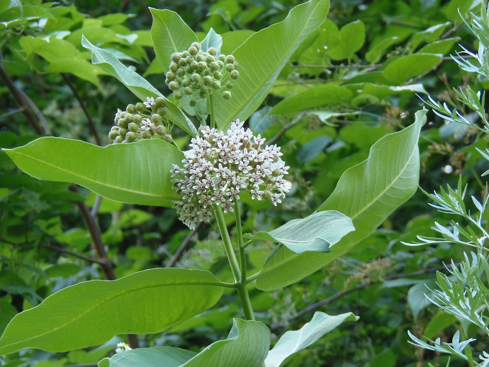 Изображение особи Asclepias syriaca.