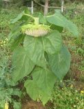 Helianthus annuus