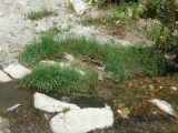 Glyceria notata