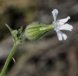 Melandrium latifolium