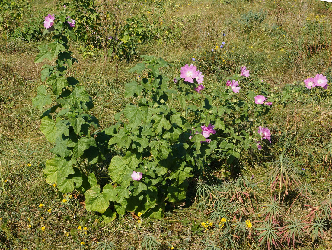 Image of Malva thuringiaca specimen.