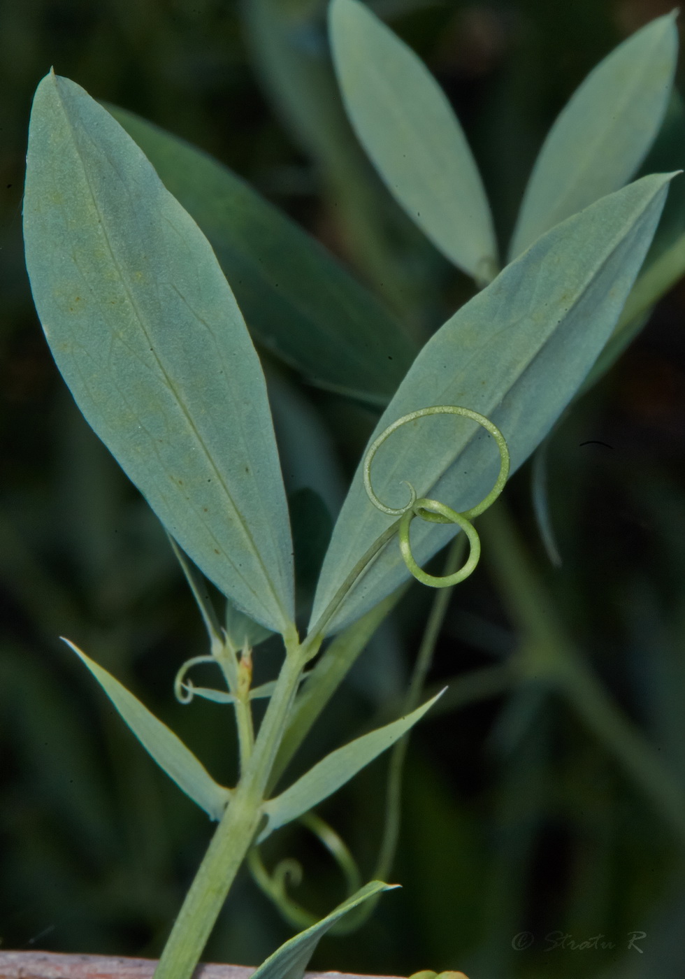 Image of Lathyrus tuberosus specimen.