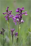 Anacamptis подвид caucasica