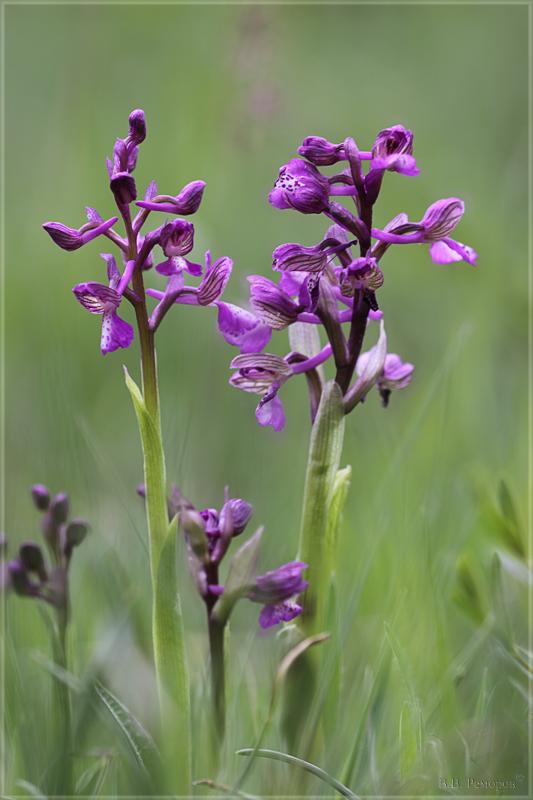 Изображение особи Anacamptis morio ssp. caucasica.