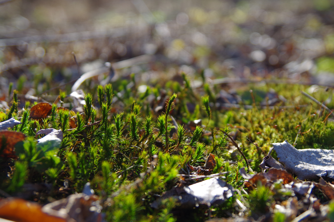 Изображение особи Polytrichum commune.