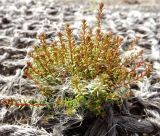 Empetrum sibiricum